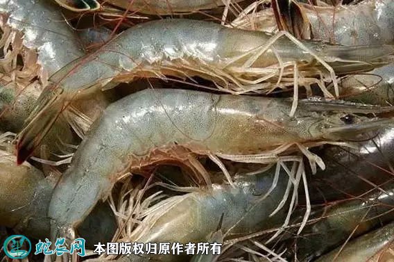 2021年7月2日中国对虾价格行情、今日中国对虾多少钱一斤?