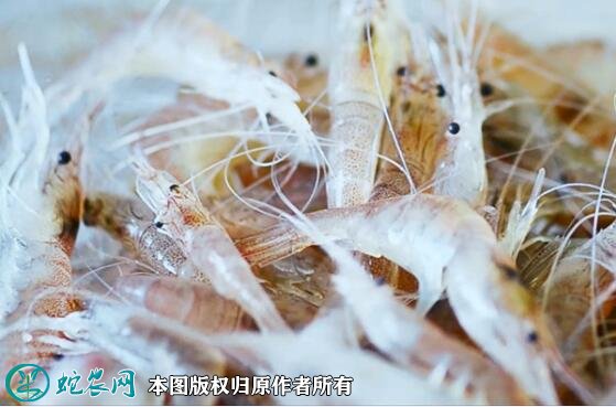 2021年7月2日白虾价格行情、今日白米虾/秀丽白虾多少钱一斤?