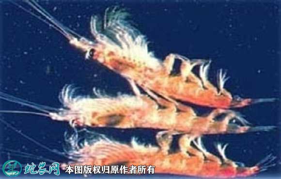 2021年7月2日南极磷虾价格行情、今日南极磷虾多少钱一斤?