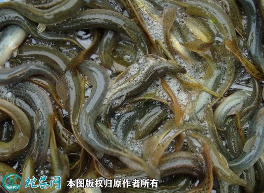 2021年7月2日泥鳅价格行情、今日各种泥鳅多少钱一斤?