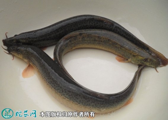 2021年7月2日真泥鳅价格行情、今日真泥鳅、青泥鳅多少钱一斤?