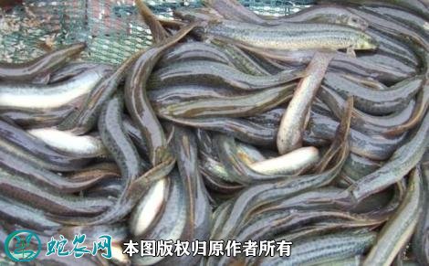 2021年7月2日青鳅价格行情、今日青色泥鳅多少钱一斤?