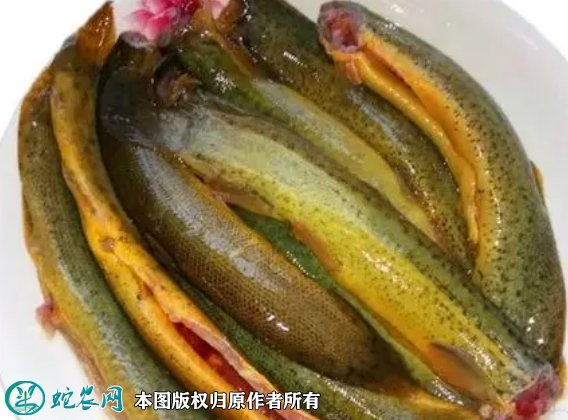 2021年7月2日黄泥鳅价格行情、今日黄板泥鳅多少钱一斤?