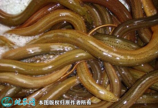 2021年7月2日黄鳝价格行情、今日各种鳝鱼多少钱一斤?