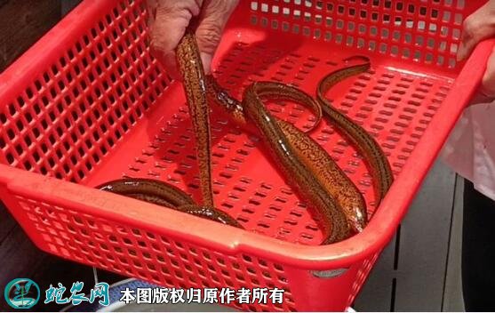 2021年7月2日有机黄鳝价格行情、今日有机黄鳝多少钱一斤?