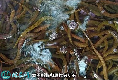 2021年7月2日正大9号黄鳝价格行情、今日正大9号黄鳝多少钱一斤?