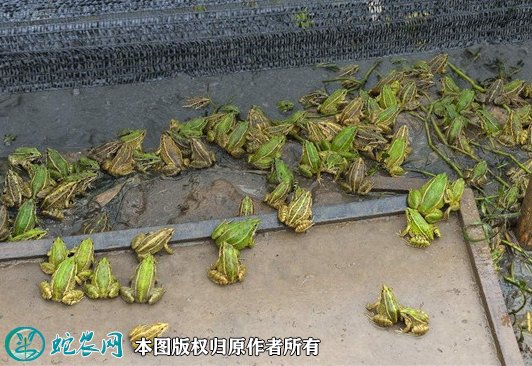 2021年7月2日青蛙价格行情、今日各种青蛙多少钱一斤?