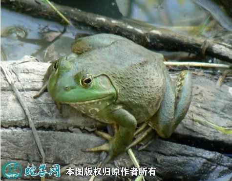 2021年7月2日美国青蛙价格行情、今日美国沼泽青蛙多少钱一斤?