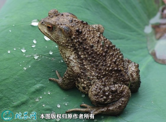 2021年7月2日蟾蜍价格行情、今日癞蛤蟆、蟾蜍多少钱一斤?