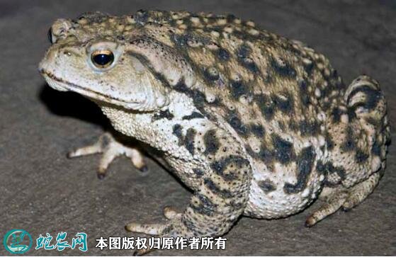 2021年7月2日中华大蟾蜍价格行情、今日中华大蟾蜍多少钱一斤?