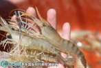 2021年7月2日罗氏沼虾价格行情、...