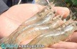2021年7月2日南美白对虾价格行情...