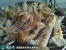 2021年7月2日皮皮虾价格行情、今...