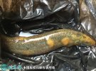 2021年7月2日台湾泥鳅价格行情、...