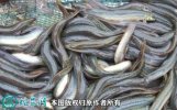 2021年7月2日青鳅价格行情、今日...