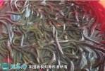 2021年7月2日华丰9号黄鳝价格行...