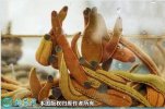 2021年7月2日菲牛蛭价格行情、今...