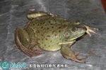 2021年7月2日牛蛙价格行情、今日...