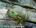 2021年7月2日美国青蛙价格行情、...