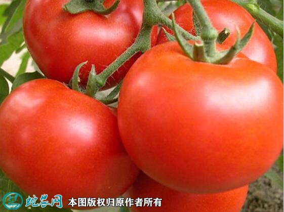 2021年7月6日大红西红柿价格行情、今日大红番茄多少钱一斤？