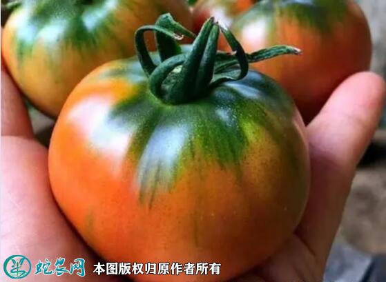 2021年7月6日草莓西红柿价格行情、今日草莓柿子多少钱一斤？