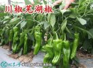 2021年7月6日芜湖椒价格行情、今...