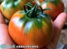 2021年7月6日草莓西红柿价格行情...