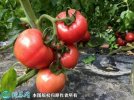 2021年7月6日普罗旺斯西红柿价格...