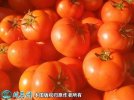 2021年7月6日石头番茄价格行情、...