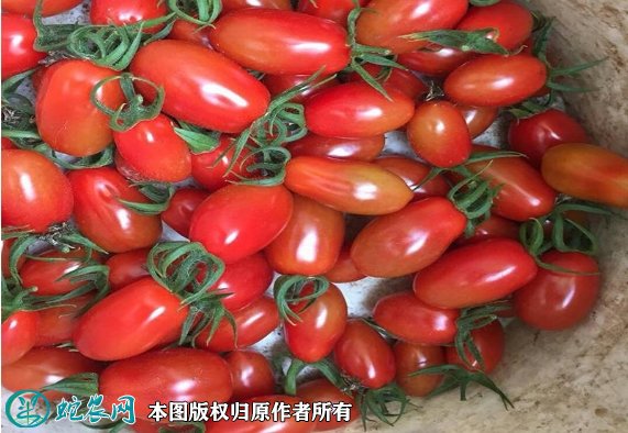 2021年7月7日409小柿子价格行情、今日409小柿子圣女果多少钱一斤？