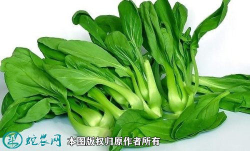 2021年7月7日青菜价格行情、今日各种小白菜多少钱一斤?