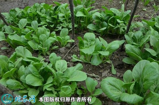 2021年7月7日油菜价格行情、今日油白菜多少钱一斤?