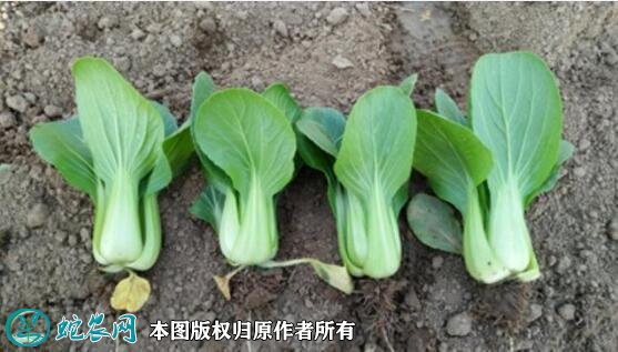 2021年7月7日青梗菜价格行情、今日青梗菜多少钱一斤？