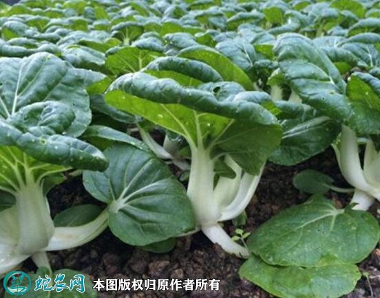 2021年7月7日奶白菜价格行情、今日奶白菜多少钱一斤？