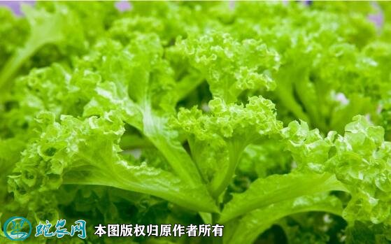 2021年7月7日生菜价格行情、今日各种生菜多少钱一斤?