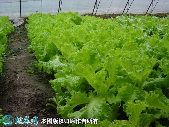 2021年7月7日散叶生菜价格行情、今日散叶生菜多少钱一斤？