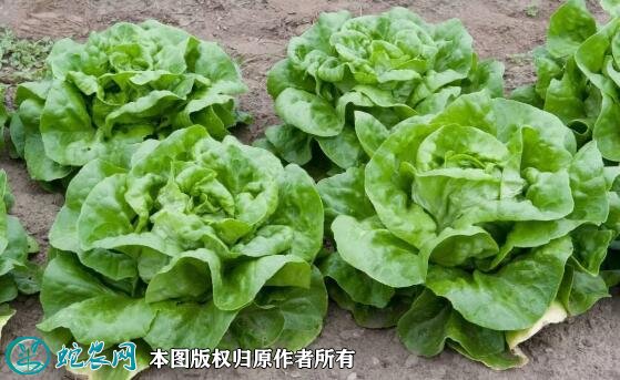 2021年7月7日奶油生菜价格行情、今日奶油生菜多少钱一斤?