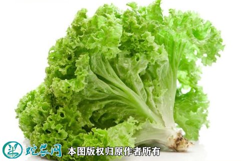 2021年7月7日花叶生菜价格行情、今日花叶生菜多少钱一斤？