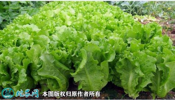 2021年7月7日意大利生菜价格行情、今日意大利生菜多少钱一斤?
