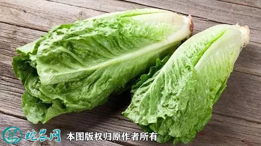 2021年7月7日罗马生菜价格行情、今日罗马生菜多少钱一斤？