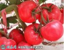 2021年7月7日齐达利西红柿价格行...