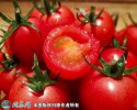 2021年7月7日千禧圣女果价格行情...