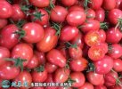 2021年7月7日碧娇小柿子价格行情...
