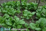 2021年7月7日油菜价格行情、今日...