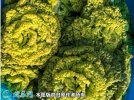 2021年7月7日黄心菜价格行情、今...