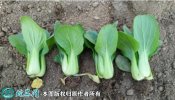 2021年7月7日青梗菜价格行情、今...