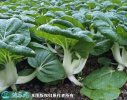 2021年7月7日奶白菜价格行情、今...