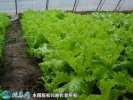 2021年7月7日散叶生菜价格行情、...