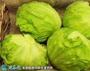 2021年7月7日球生菜价格行情、今...