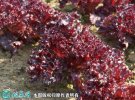 2021年7月7日紫叶生菜价格行情、...